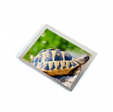 LQ065T9BR55 Sharp 6.5 inch a-Si TFT-LCD LCM 400(RGB)×240 WQVGA 72PPI