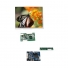 CLAA070MA0ACW   7.0"  lcd display module  for BOE