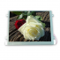 LQ065T9DZ03B Sharp 6.5 inch a-Si TFT-LCD  LCM 400(RGB)×240  WQVGA  72PPI